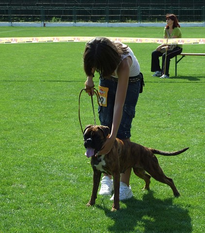 www.boxerklub.sk
