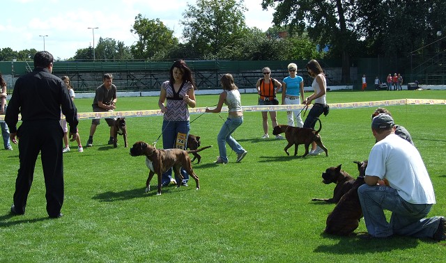 www.boxerklub.sk