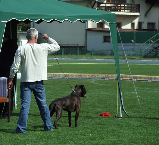 www.boxerklub.sk