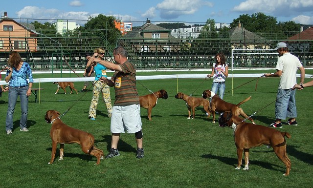 www.boxerklub.sk