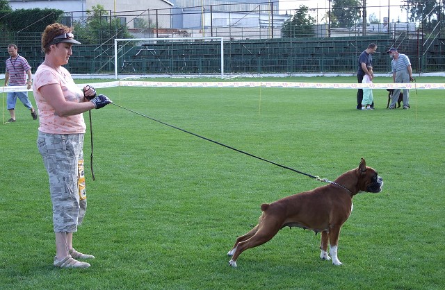 www.boxerklub.sk