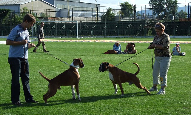 www.boxerklub.sk