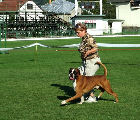 www.boxerklub.sk