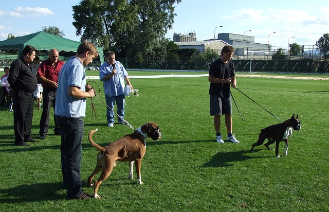 www.boxerklub.sk