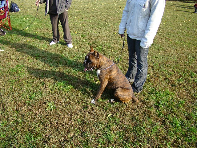 www.boxer-show.eu