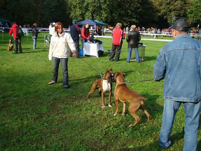 www.boxer-show.eu