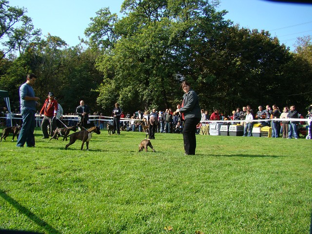 www.boxer-show.eu