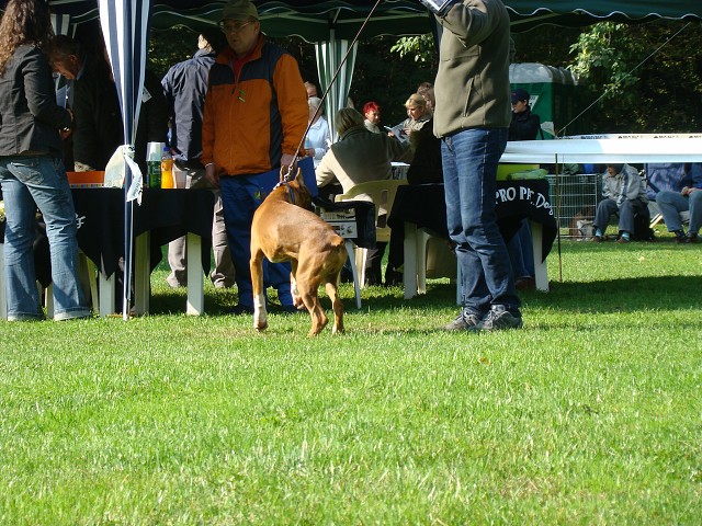 www.boxer-show.eu
