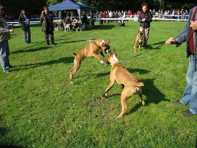 www.boxer-show.eu