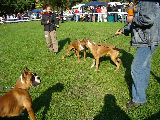 www.boxer-show.eu