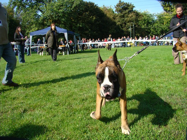www.boxer-show.eu