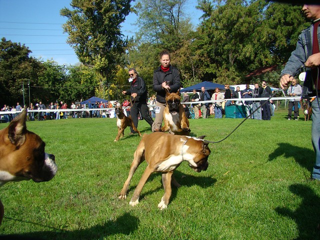 www.boxer-show.eu