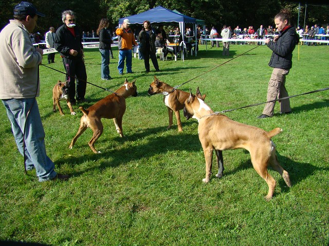 www.boxer-show.eu