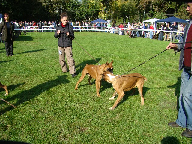 www.boxer-show.eu