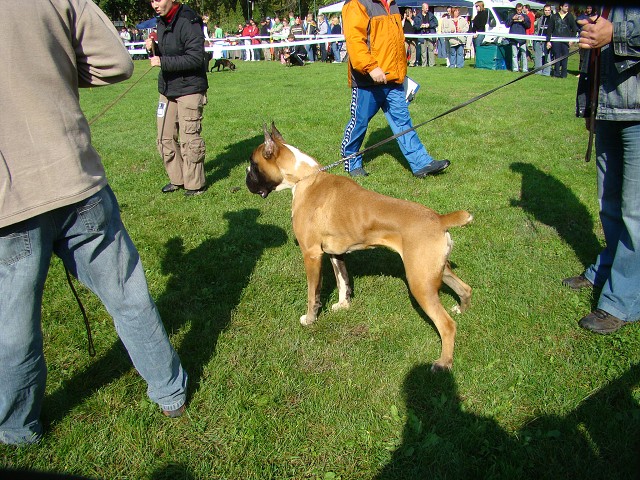 www.boxer-show.eu