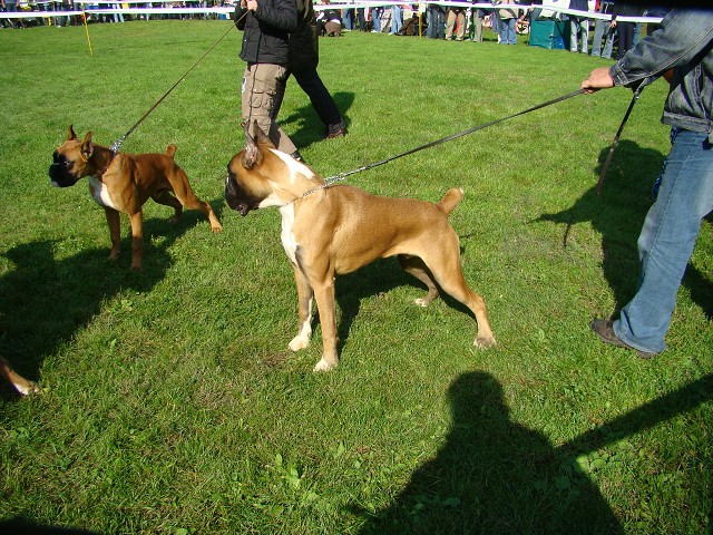 www.boxer-show.eu