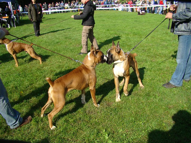 www.boxer-show.eu