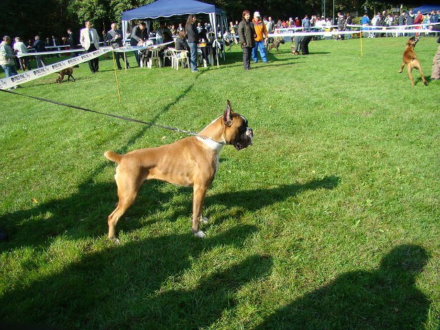 www.boxer-show.eu
