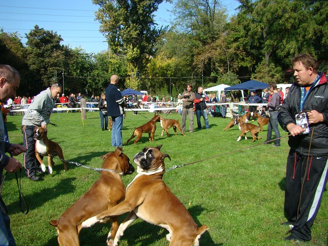 www.boxer-show.eu