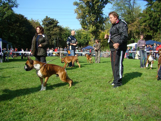 www.boxer-show.eu