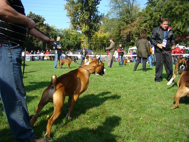 www.boxer-show.eu