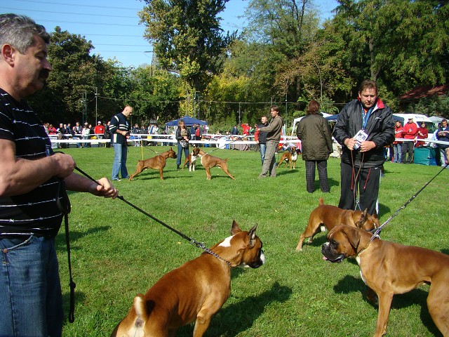 www.boxer-show.eu