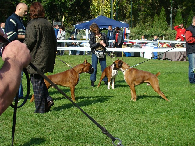 www.boxer-show.eu