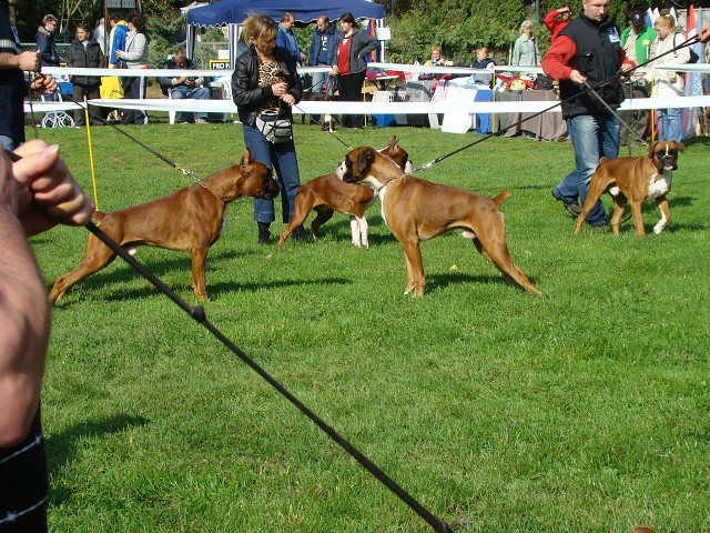 www.boxer-show.eu
