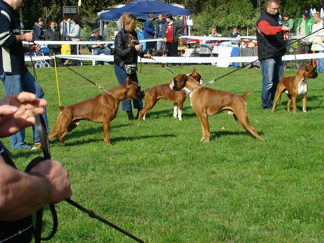 www.boxer-show.eu