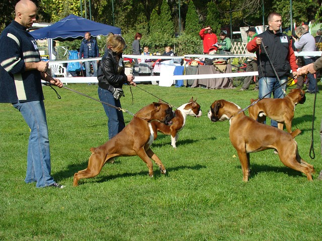 www.boxer-show.eu
