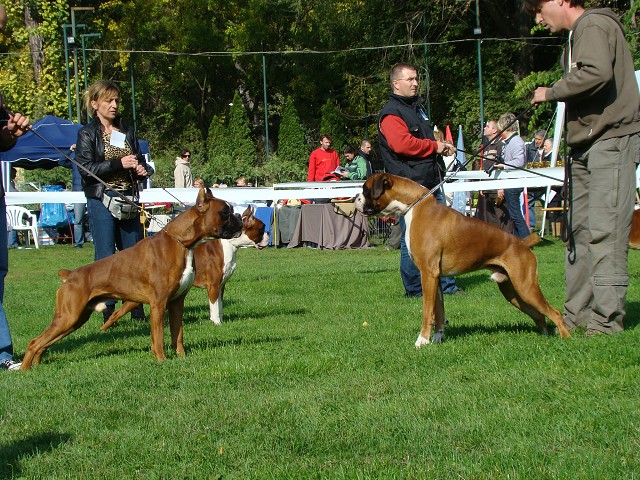 www.boxer-show.eu