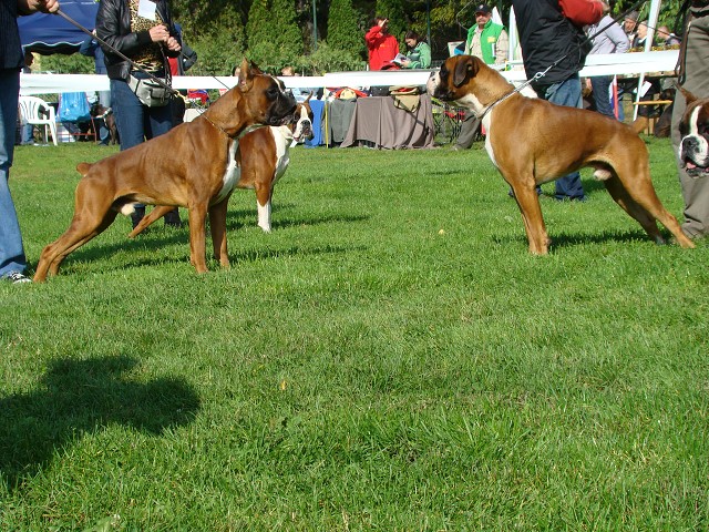 www.boxer-show.eu