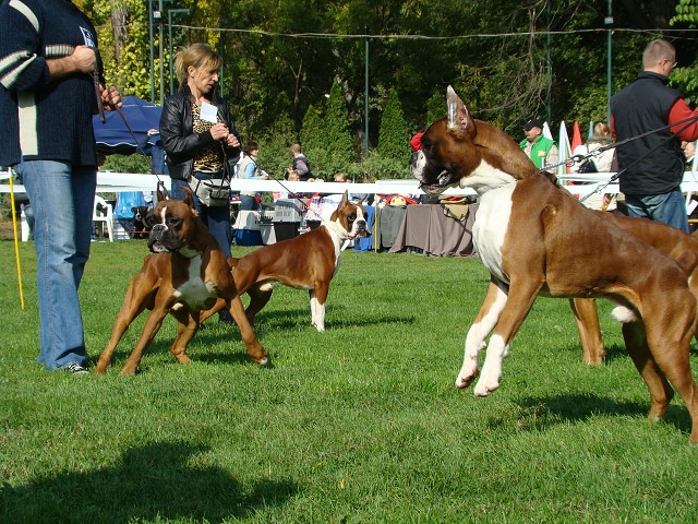 www.boxer-show.eu