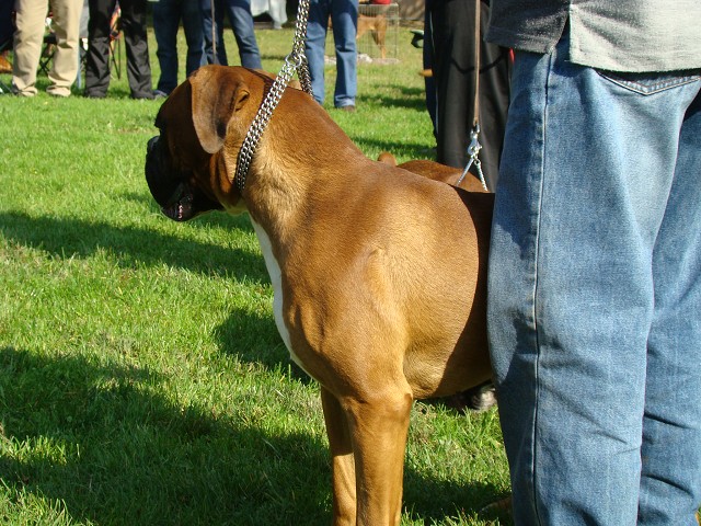 www.boxer-show.eu