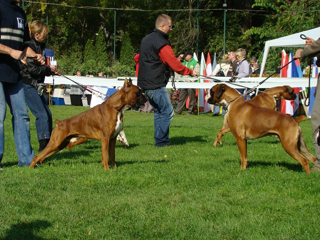 www.boxer-show.eu