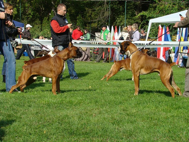 www.boxer-show.eu
