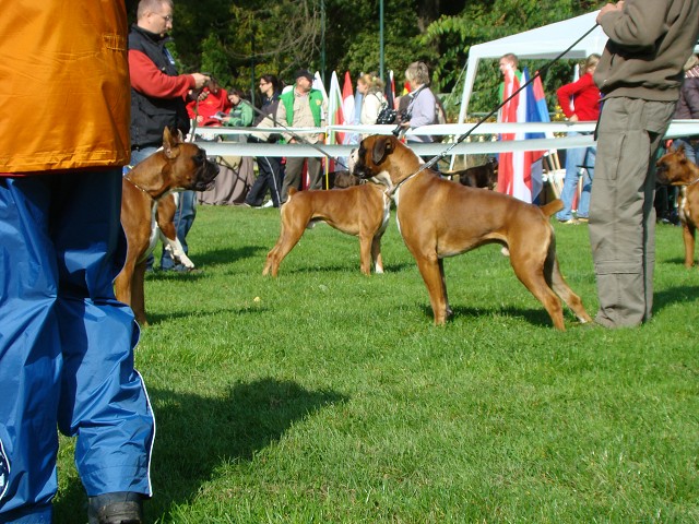 www.boxer-show.eu