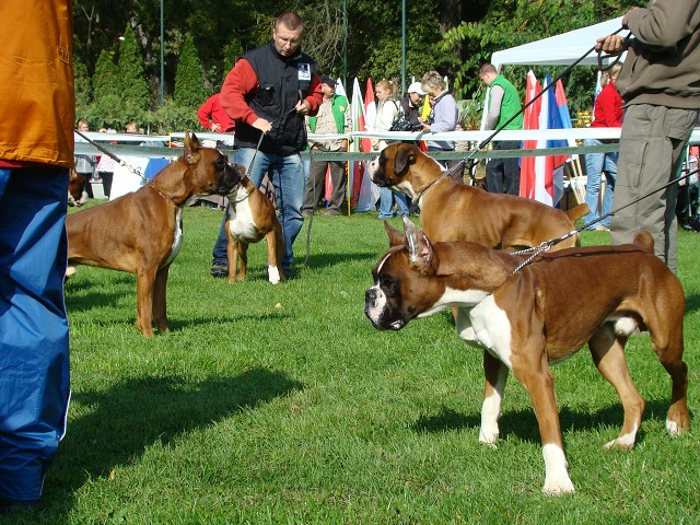 www.boxer-show.eu