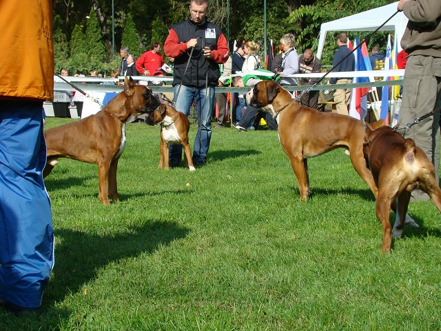 www.boxer-show.eu