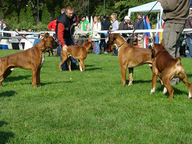 www.boxer-show.eu