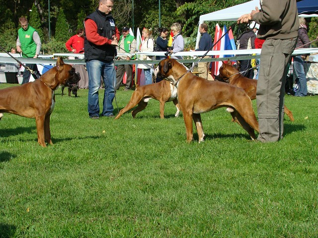 www.boxer-show.eu