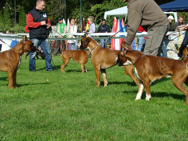 www.boxer-show.eu