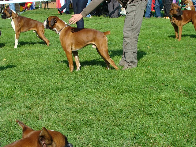 www.boxer-show.eu