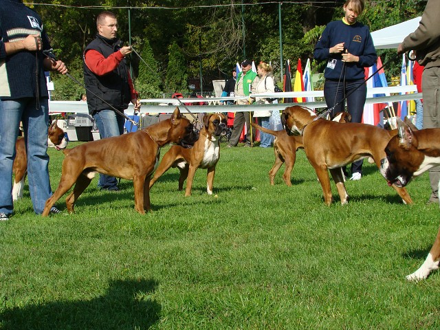 www.boxer-show.eu