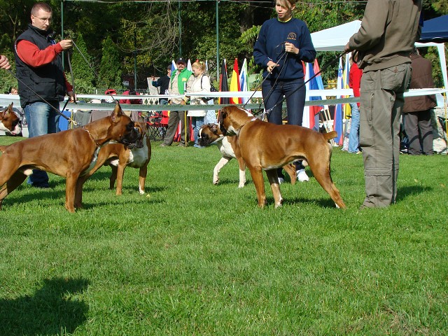 www.boxer-show.eu