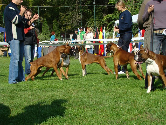 www.boxer-show.eu