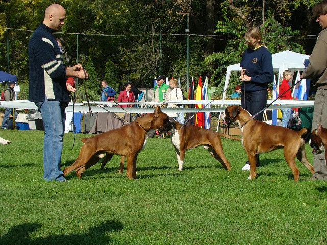 www.boxer-show.eu