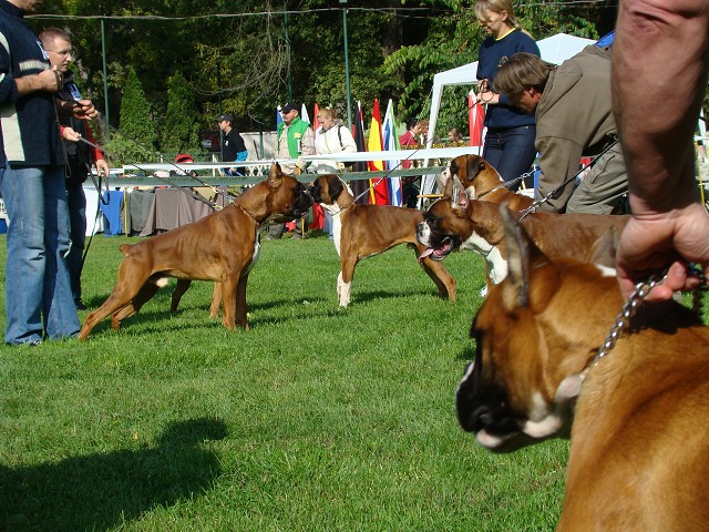 www.boxer-show.eu