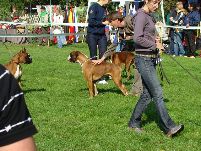 www.boxer-show.eu
