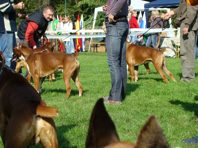 www.boxer-show.eu